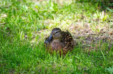 Kadın yeşilbaş ördek çimenlerin üzerinde