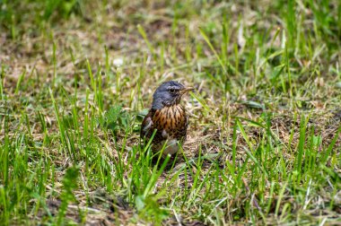 Fieldfare (turdus pilaris) çimlerde