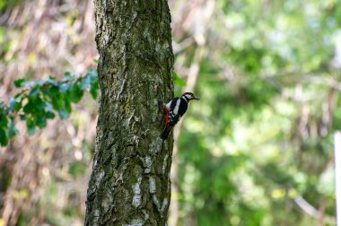 Ağaçkakan huş ağacında