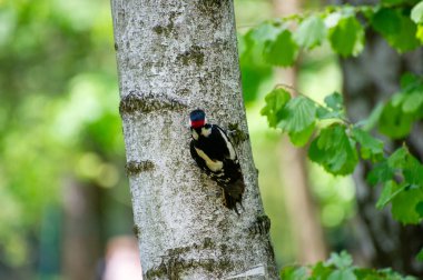 Ağaçkakan huş ağacında