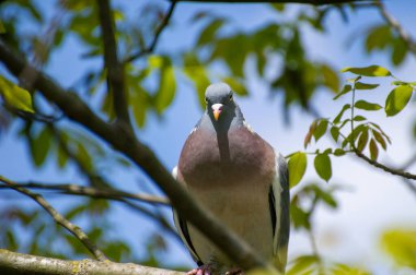 Mavi gökyüzüne karşı bir ağaç dalında oturan büyük bir güvercin.