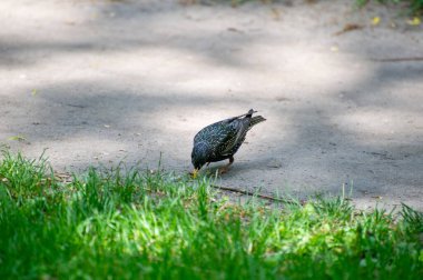 Sığırcık (Sturnus vulgaris) yerde yiyecek arıyor.