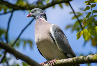 Mavi gökyüzüne karşı bir ağaç dalında oturan büyük bir güvercin.
