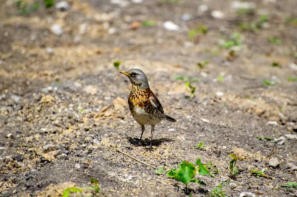 Saha kuşunun (Turdus pilaris) yere inişi.