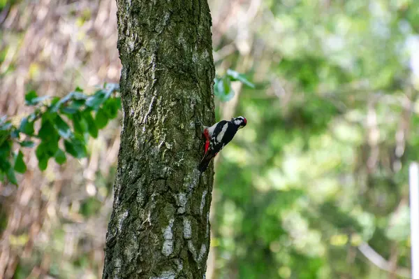 Ağaçkakan huş ağacında