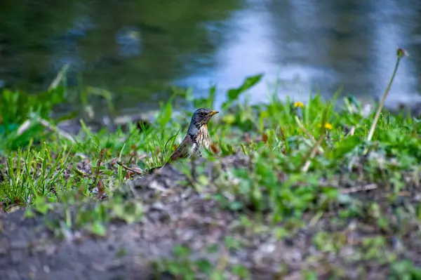 Göl kenarındaki tarla faresi (turdus pilaris)