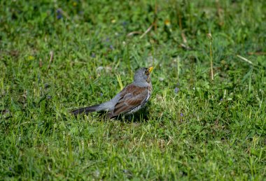 Batılı bir karga çimlerin üzerinde
