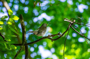 Tarla Ağaç dalına tünemiş