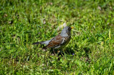 Batılı bir karga çimlerin üzerinde
