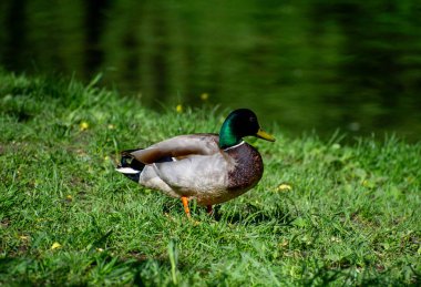 Batılı bir karga çimlerin üzerinde