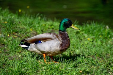 Batılı bir karga çimlerin üzerinde