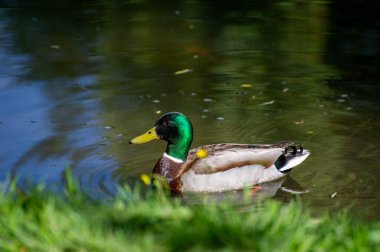 Batılı bir karga çimlerin üzerinde