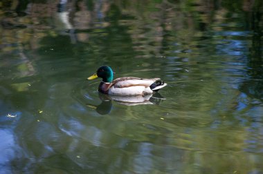Batılı bir karga çimlerin üzerinde