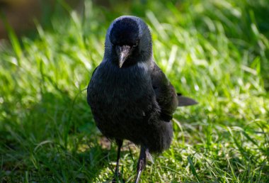 Batılı bir karga çimlerin üzerinde