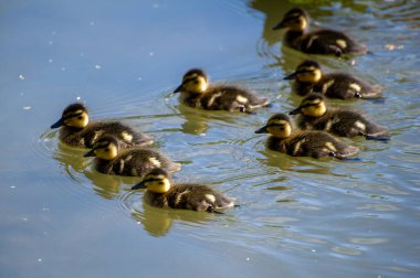 Gölde ördek yavruları