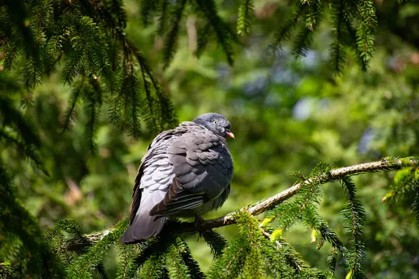 Bir dalda güvercin kuşu