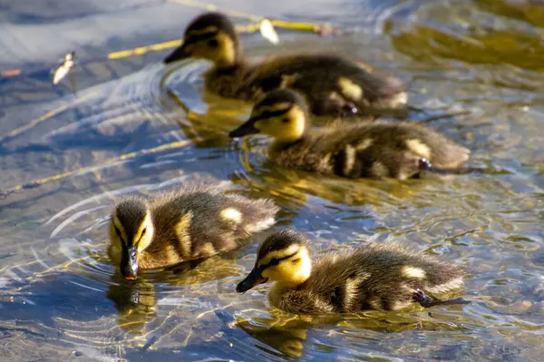 Yavru ördekler gölette