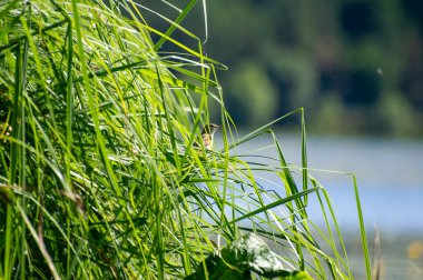 Sazlıktaki büyük sazlık bülbülü