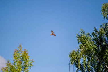 Batı bataklıkları uçuyor.