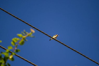 Avrupa ispinozu mavi gökyüzüne karşı telin üzerinde