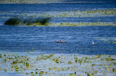 Ördekler ve martılar nilüferlerle kaplı bir gölde huzur içinde yüzerler. Dalgalar ve sazlıklar suda sallanır..