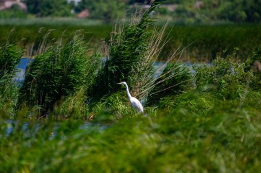 Gölün üzerindeki çimenlikteki büyük balıkçıl