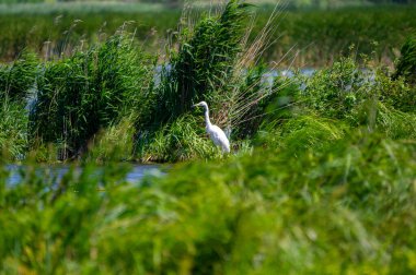 Gölün üzerindeki çimenlikteki büyük balıkçıl