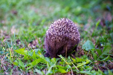 Avrupa kirpisi çimlerin üzerinde