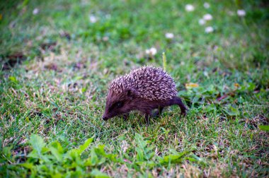 Avrupa kirpisi çimlerin üzerinde