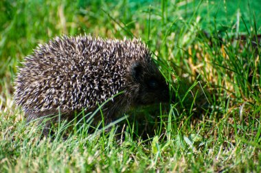 Avrupa kirpisi çimlerin üzerinde