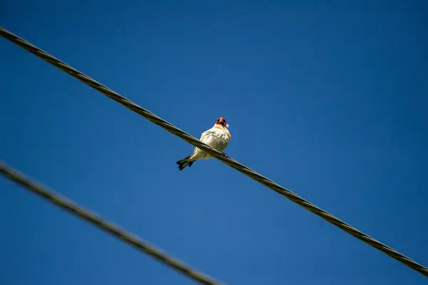 Avrupa ispinozu mavi gökyüzüne karşı telin üzerinde