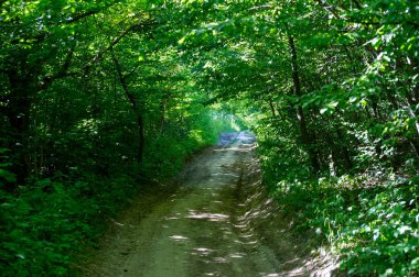 Ormanda yeşil ağaçlar ve patika kırsalda, yaz günü