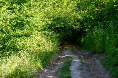 Ormanda yeşil ağaçlar ve patika kırsalda, yaz günü