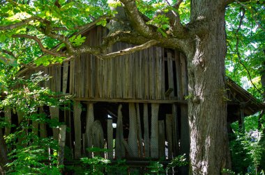 Ormandaki terk edilmiş ahşap kulübe.