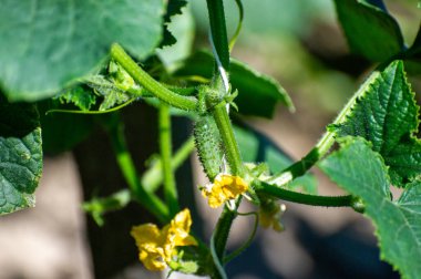 Genç bir salatalık sarmaşıkta büyüyor, hala solmuş çiçeğiyle taçlandırılmış..