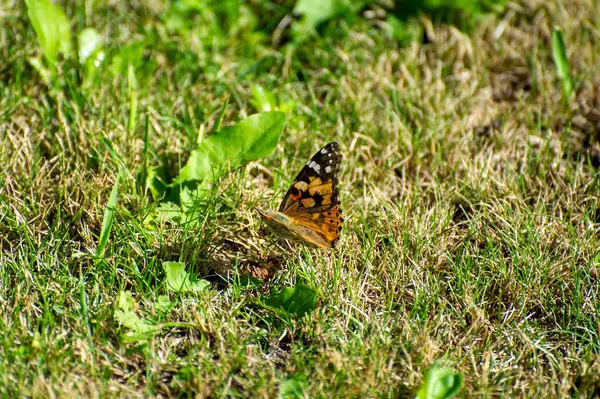 Vanessa Cardui çimlerin üzerinde kelebek