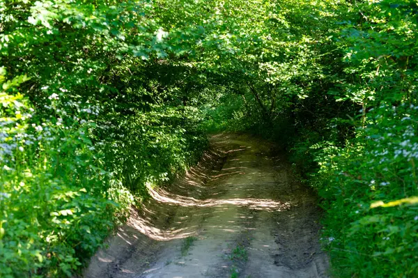 Ormanda yeşil ağaçlar ve patika kırsalda, yaz günü