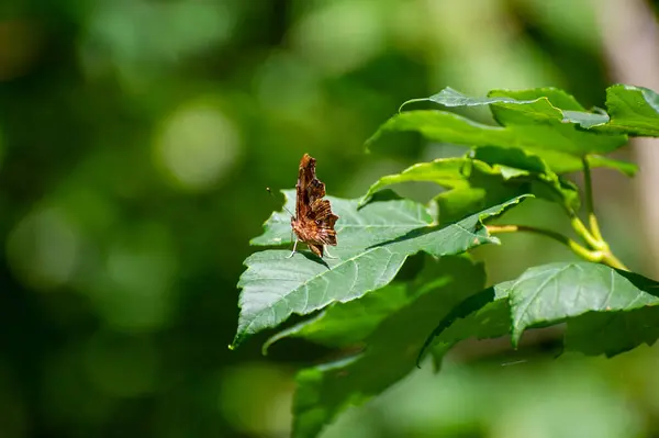 Yaprağın üzerinde çokgonya c-albbum kelebeği