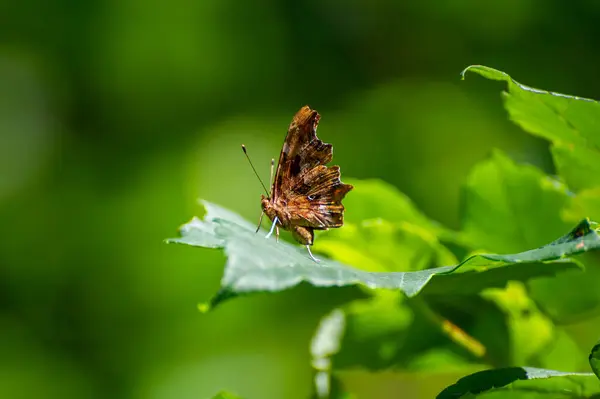 Yaprağın üzerinde çokgonya c-albbum kelebeği