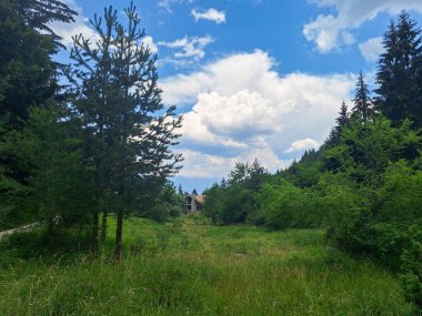 yeşil orman ve dağ manzarası