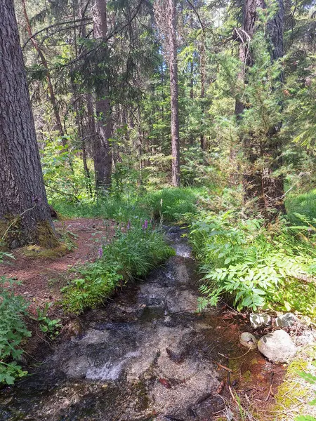 Bulgaristan 'ın Bansko kentindeki dağlarda küçük bir şelale
