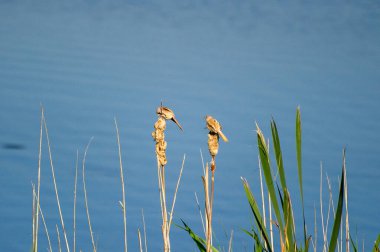 Ivachiv Horishnii, Ternopil, Ukrayna 'daki gölün yakınındaki bir sazlığa tünemiş iki sakallı sazlık.