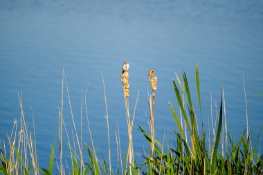 Ivachiv Horishnii, Ternopil, Ukrayna 'daki gölün yakınındaki bir sazlığa tünemiş iki sakallı sazlık.