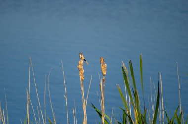 Ivachiv Horishnii, Ternopil, Ukrayna 'daki gölün yakınındaki bir sazlığa tünemiş iki sakallı sazlık.