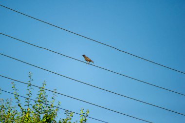 Kablolardaki sıradan sığırcık kuşları