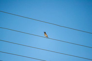 Kablolardaki sıradan sığırcık kuşları