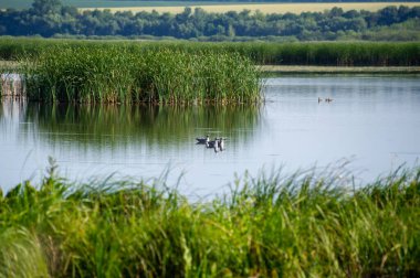 Ivachiv Horishnii, Ternopil, Ukrayna 'daki gölde ördekler