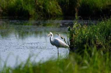 Ivachiv Horishnii, Ternopil, Ukrayna 'daki göldeki çimlerin üzerindeki büyük balıkçıl.