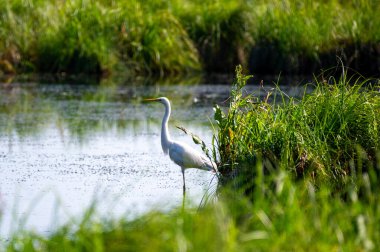 Ivachiv Horishnii, Ternopil, Ukrayna 'daki göldeki çimlerin üzerindeki büyük balıkçıl.