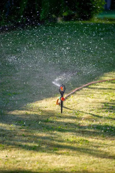 Çimen fıskiyesi güneşli bir günde çimenli bir bahçeye su püskürtür..